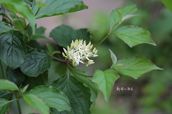 豆瓣日記: 2016年遇見的花