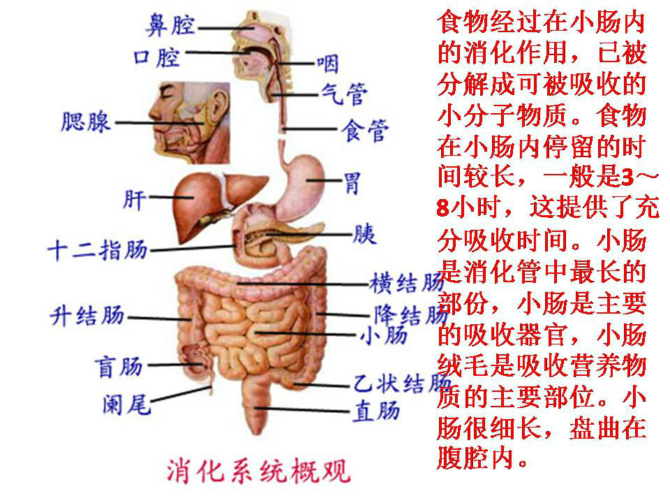 人体五脏怎么排毒?