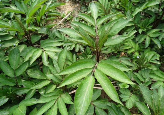 植物壮阳鞭图片图片