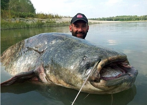 渔民钓起240斤重巨型鲶鱼 简直就是史前巨兽