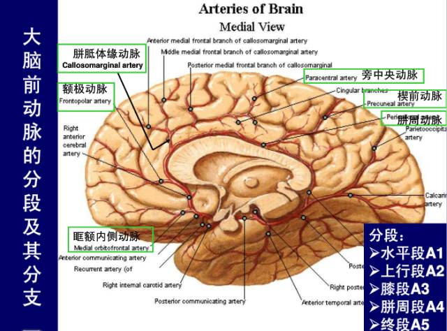 头颅脑血管解剖图图片