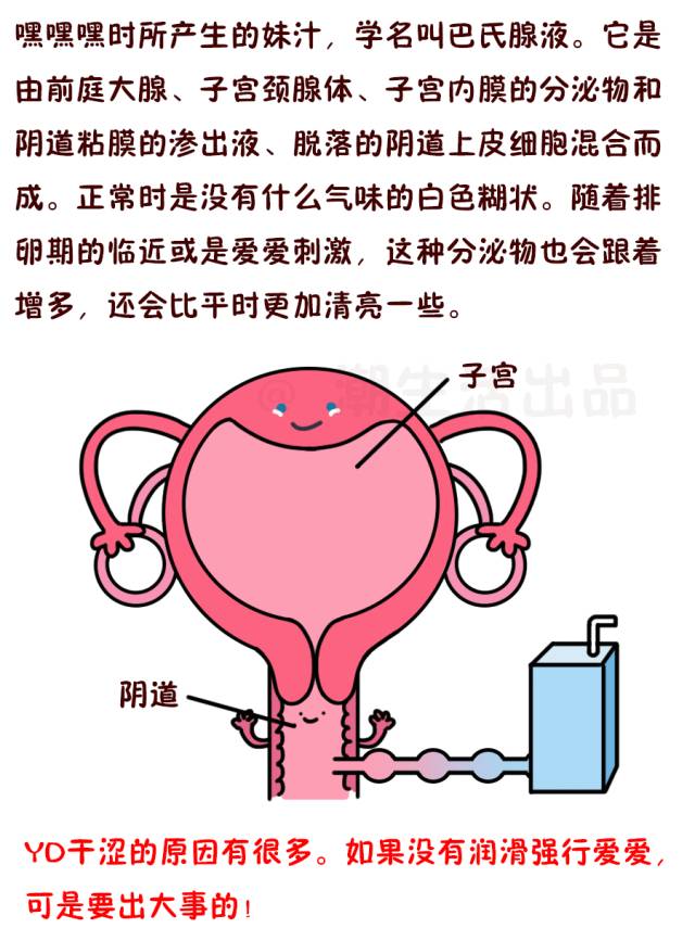 前庭大腺腺口位置图片图片
