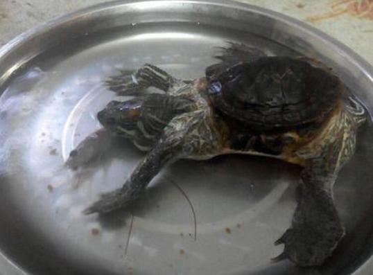 虽然壳是比较小的,但是并没有影响乌龟的正常生活乌龟的身体越