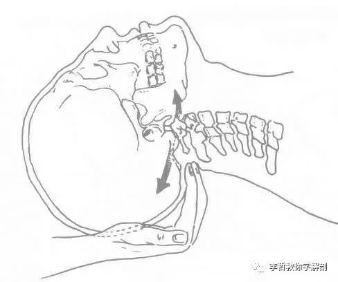 李哲解剖简介图片