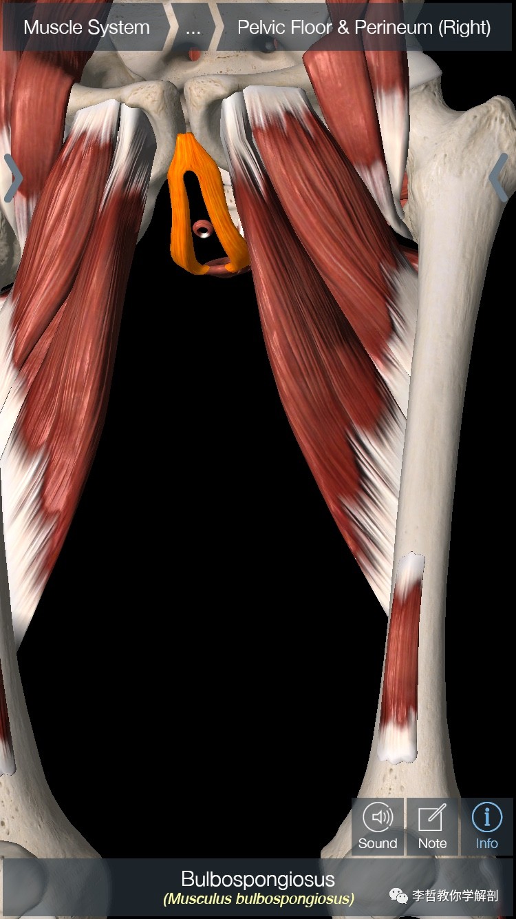 耻骨联合肌肉图片