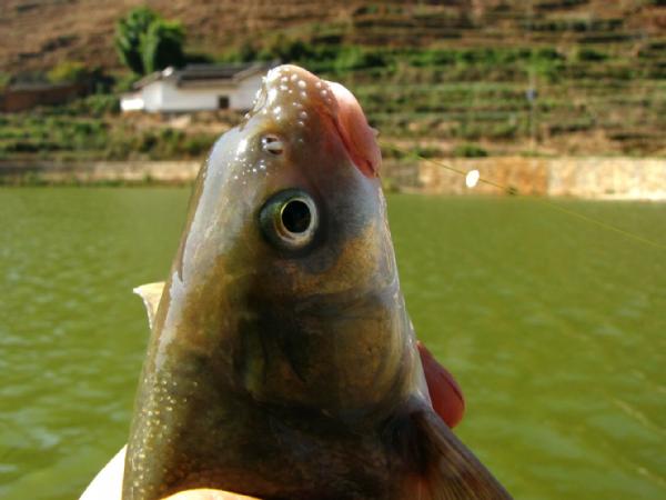 岷江细甲鱼图片