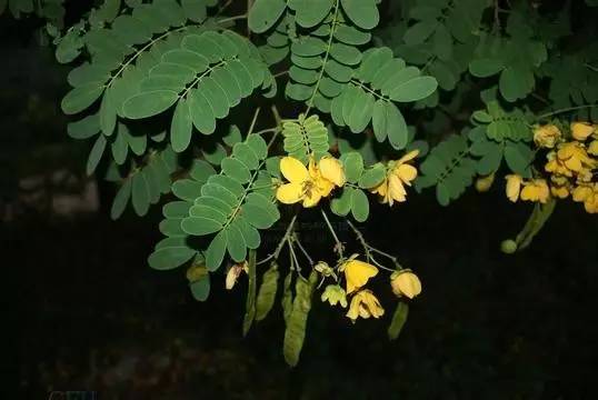 经常用决明子泡茶,它的花却未必都见过何 首 乌蒺 藜?