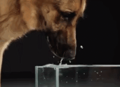 狗喝水GIF图片