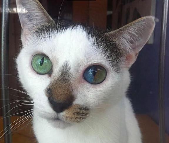 她一只眼睛是褐色的,另外一只是蓝色的