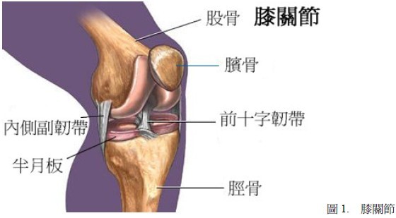 生活中,由于不受外力影响,也没有猛烈活动,所以髌骨在膝盖部位能普通