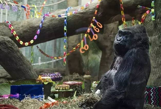 據外媒報道,正當大家歡度聖誕佳節,美國哥倫布動物園暨水族館的大猩猩