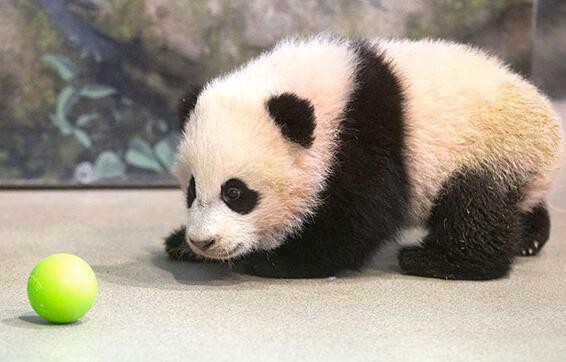熊猫小时候的样子图片图片
