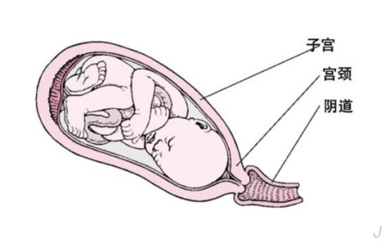 是宫颈,阴道壁的衰老细胞组成的,多是因为怀孕期间孕妇体内的雌激素