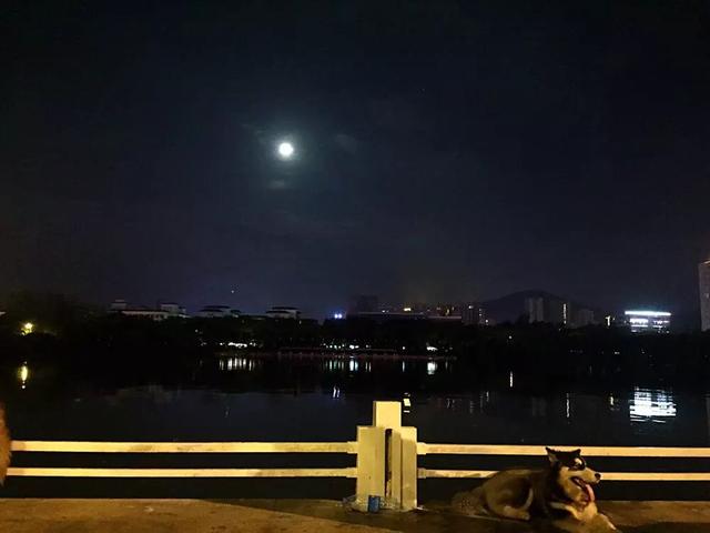 呆萌的二哈坐在桥边,静静的看着河面,它也在享用这美妙的夜晚呢吧