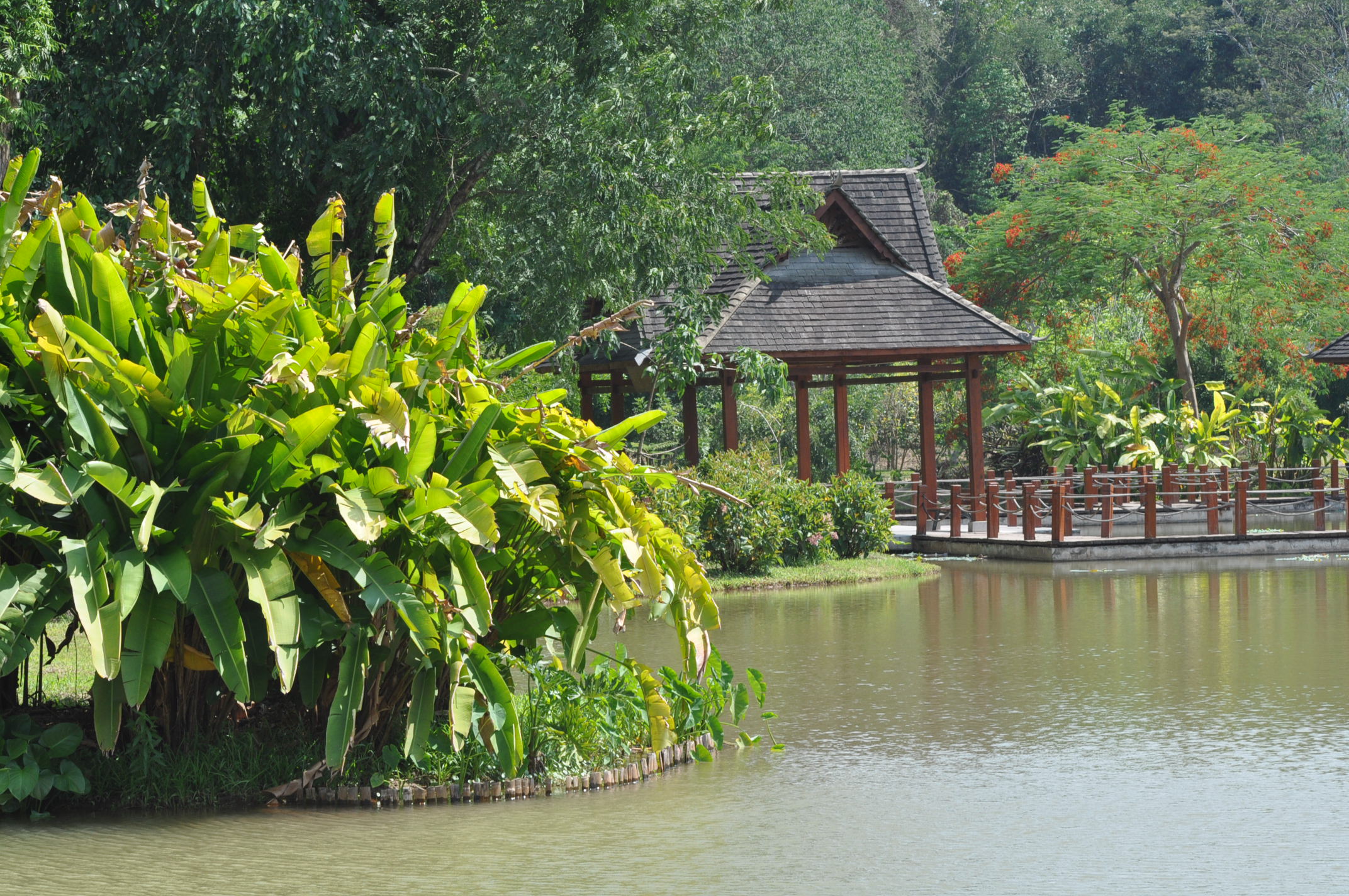 云南西双版纳勐仑热带植物园游记