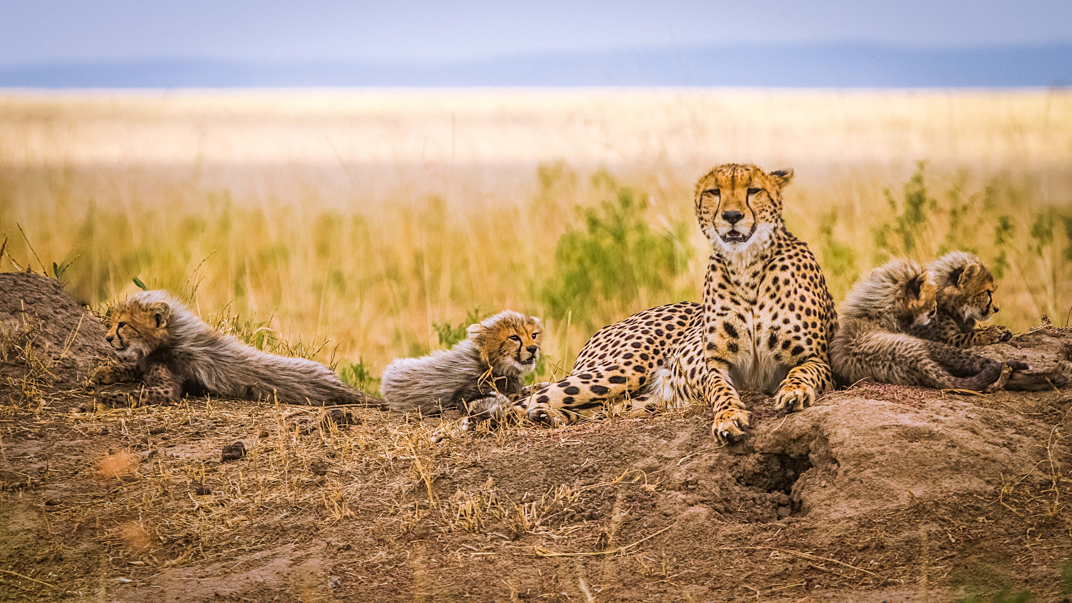 深度摄影之走进动物世界的狂野之都肯尼亚