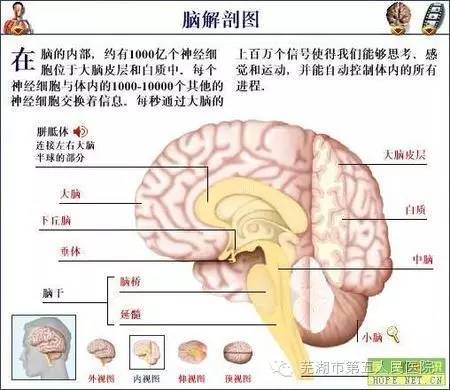 正文 造成长期昏迷最直观最明确的就是图中脑干的中脑桥脑,双侧大脑管