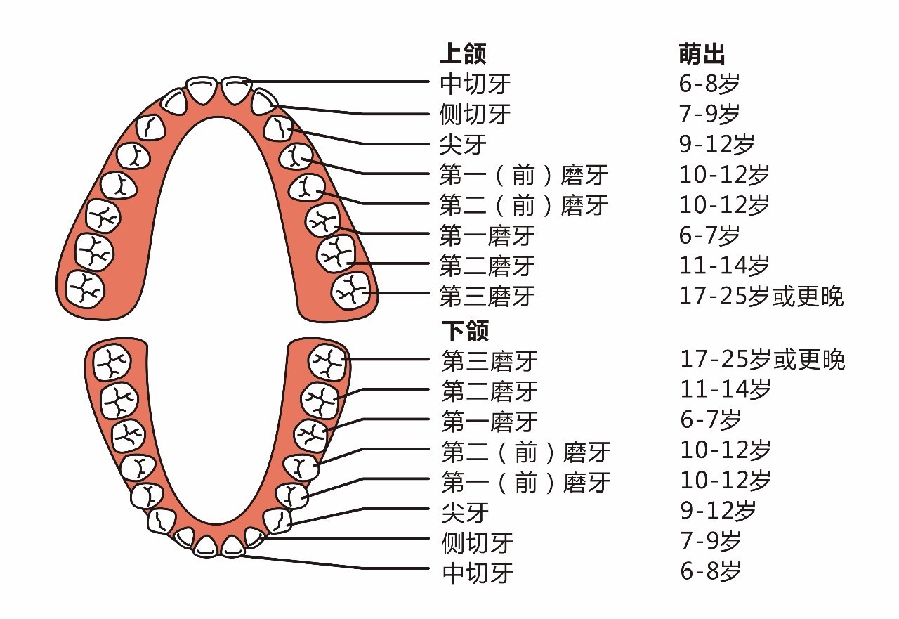 牙齿的排列名称图片
