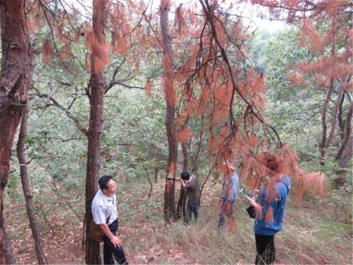 此次疫情发生面积大,病死松树多的情况,也表明一些地方在松材线虫病