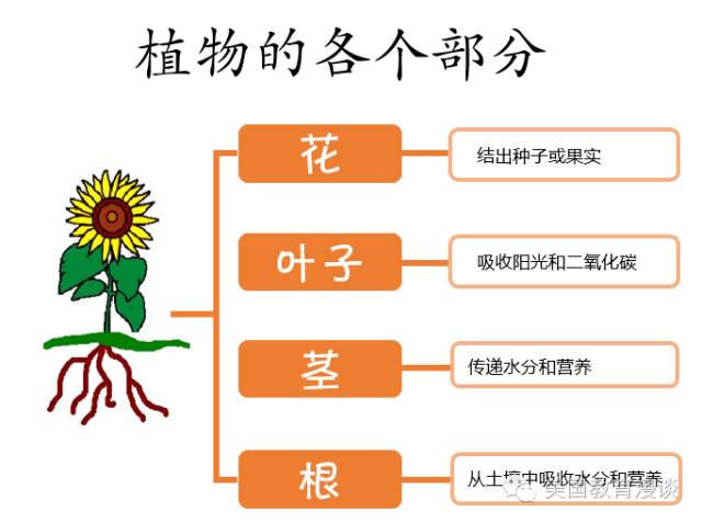 马上要期末考了,怎么用简单的 graphic organizers 帮