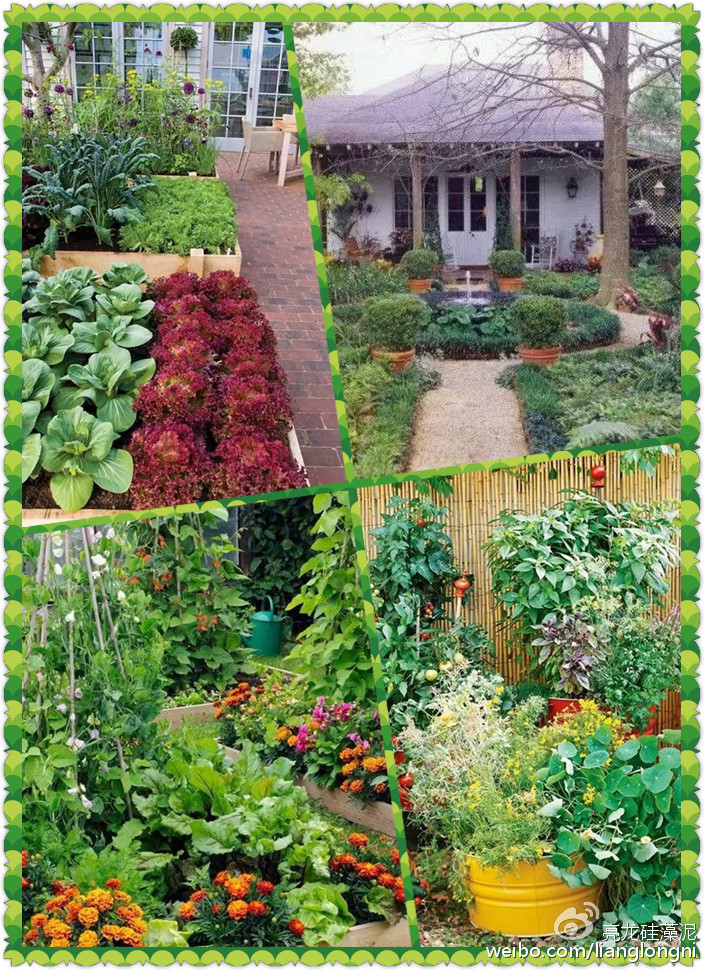 别样设计别墅花园变菜园后更美了