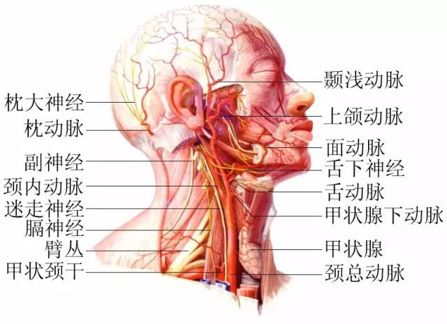 人体脖子部位图图片