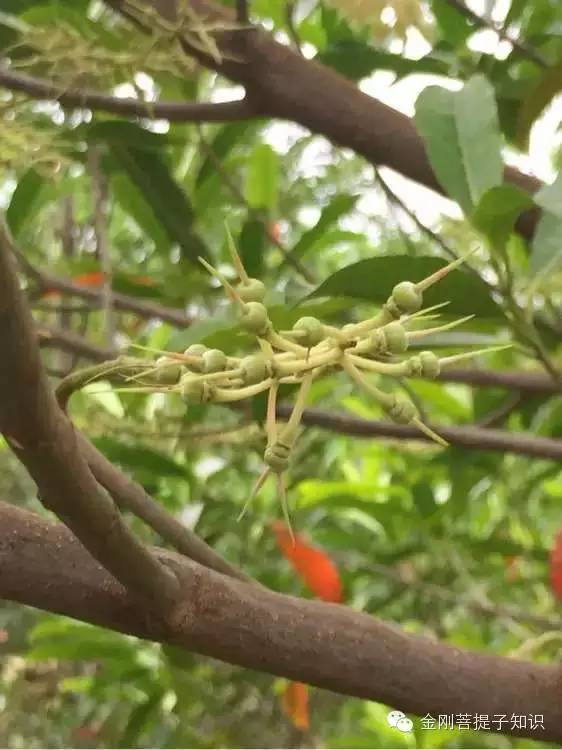 金刚菩提果树图片