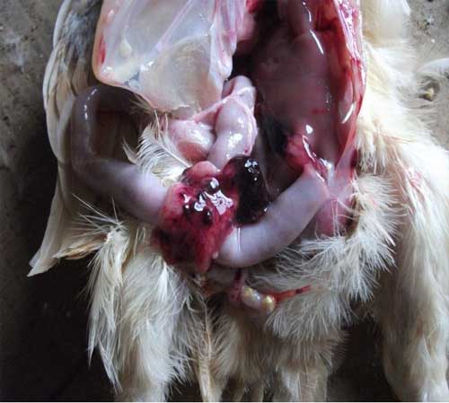 鸡盲肠炎的症状图片图片