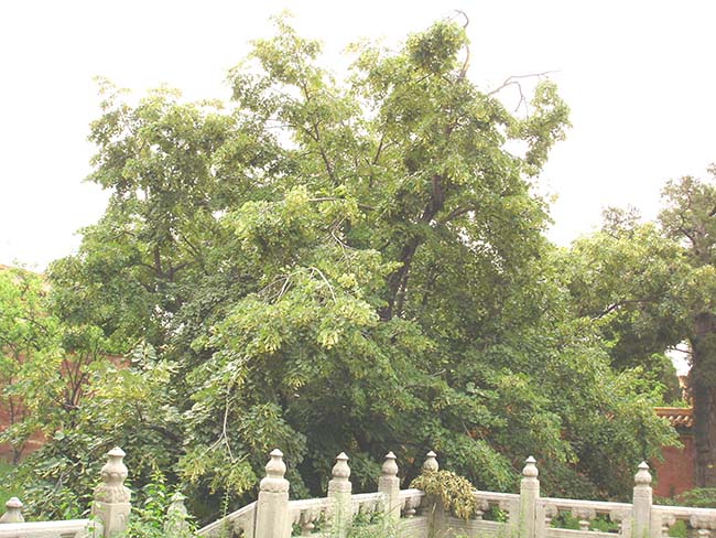故宫英华殿菩提树图片