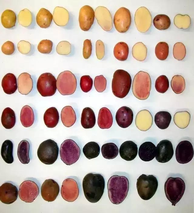 彩色土豆:具有中国自主知识产权,每公斤卖12元!