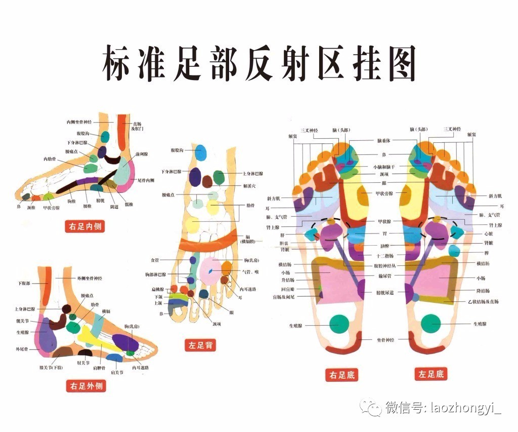 脚上肺部位置图图片