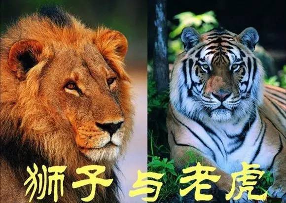 虎强于狮世界公认图片