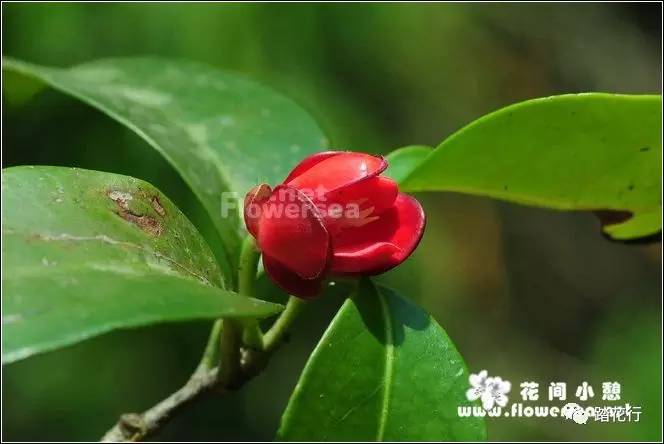 54,黑老虎kadsura coccinea 木兰科南五味子属