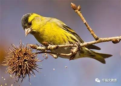 《诗经●黄鸟》:黄鸟黄鸟,无集于穀
