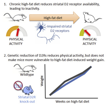但是d2受体欠缺,并不会增加小鼠对高脂肪饮食的敏感性,不会影响体重.