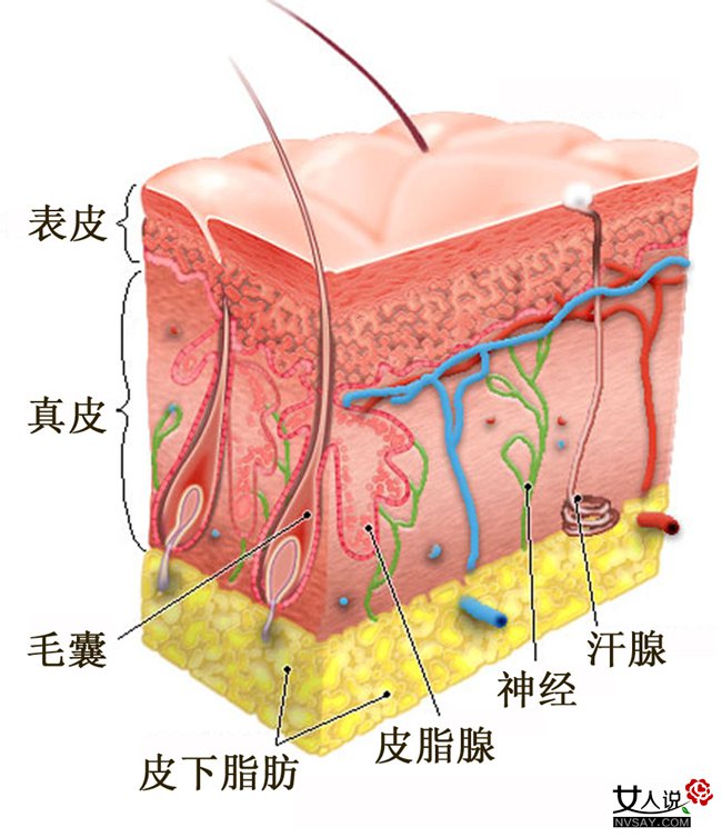 激素大红脸怎么办