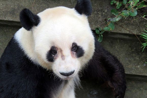 世界上最可怜的熊猫图片
