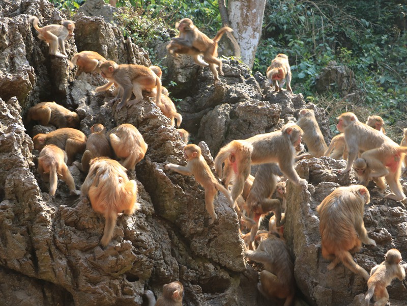 中国猴子分布图片