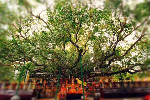 普提迦耶普提树图片