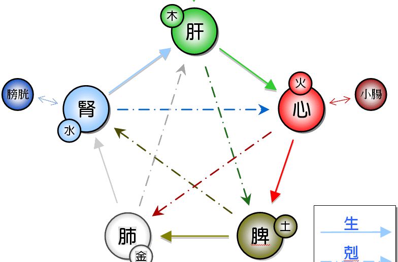 胡有宸人體風水之五臟六腑與五行以及產生的疾病