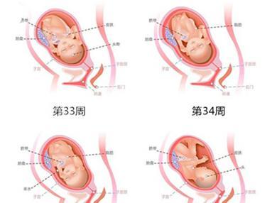 孕34周胎儿发育标准图片