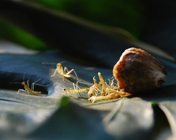 小树林里去寻找这种在我老家称之为刀螂籽的宝贝,其实它是螳螂的幼虫