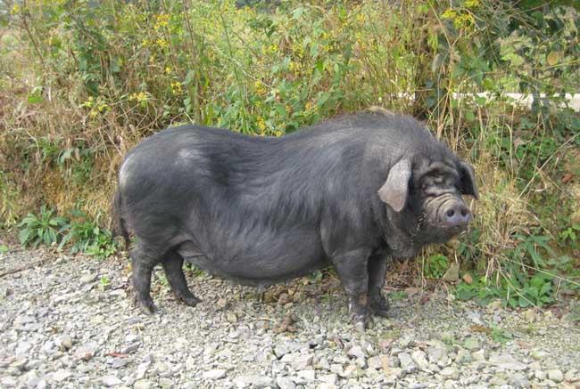 绥阳有一种猪叫黔北黑猪,这种刨锅汤吃过没有?