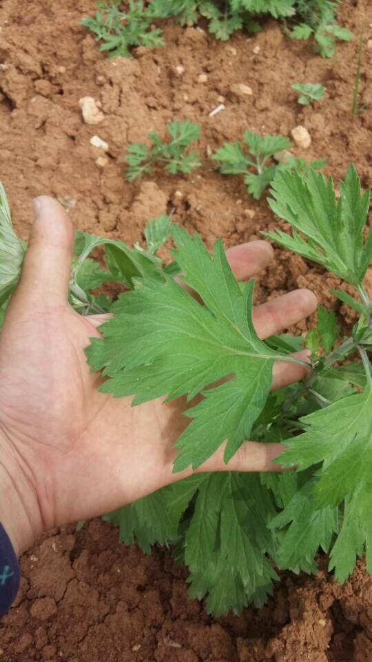 艾草刚发芽的图片图片