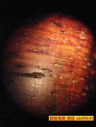 黄花梨在100倍显微镜下图片
