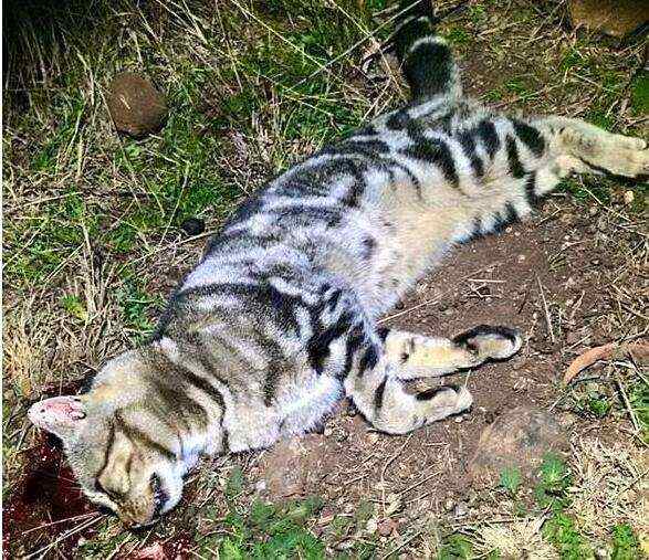 澳洲野猫又泛滥了,政府的灭猫行动宣告失败!