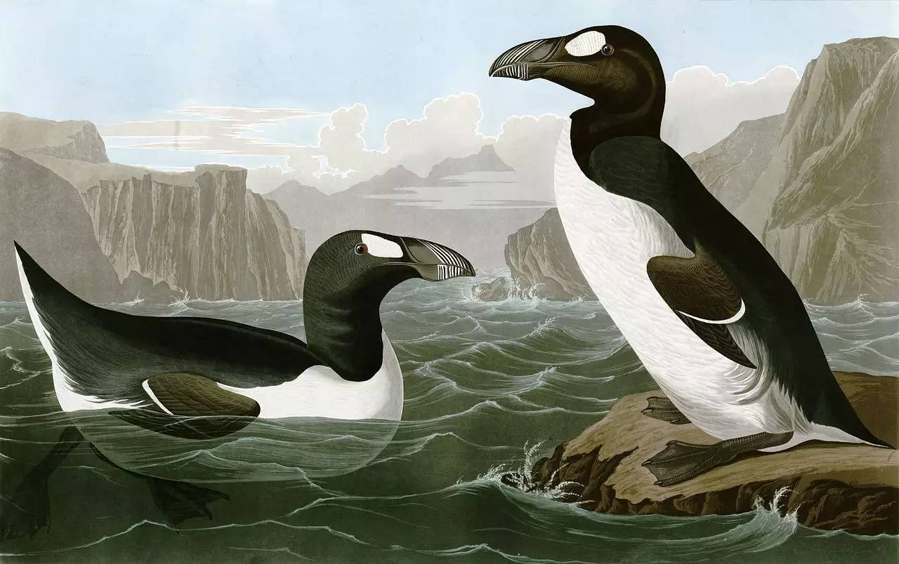 大海雀(pinguinus impennis,鸻形目,海雀科,大海雀属.灭绝于1844年.