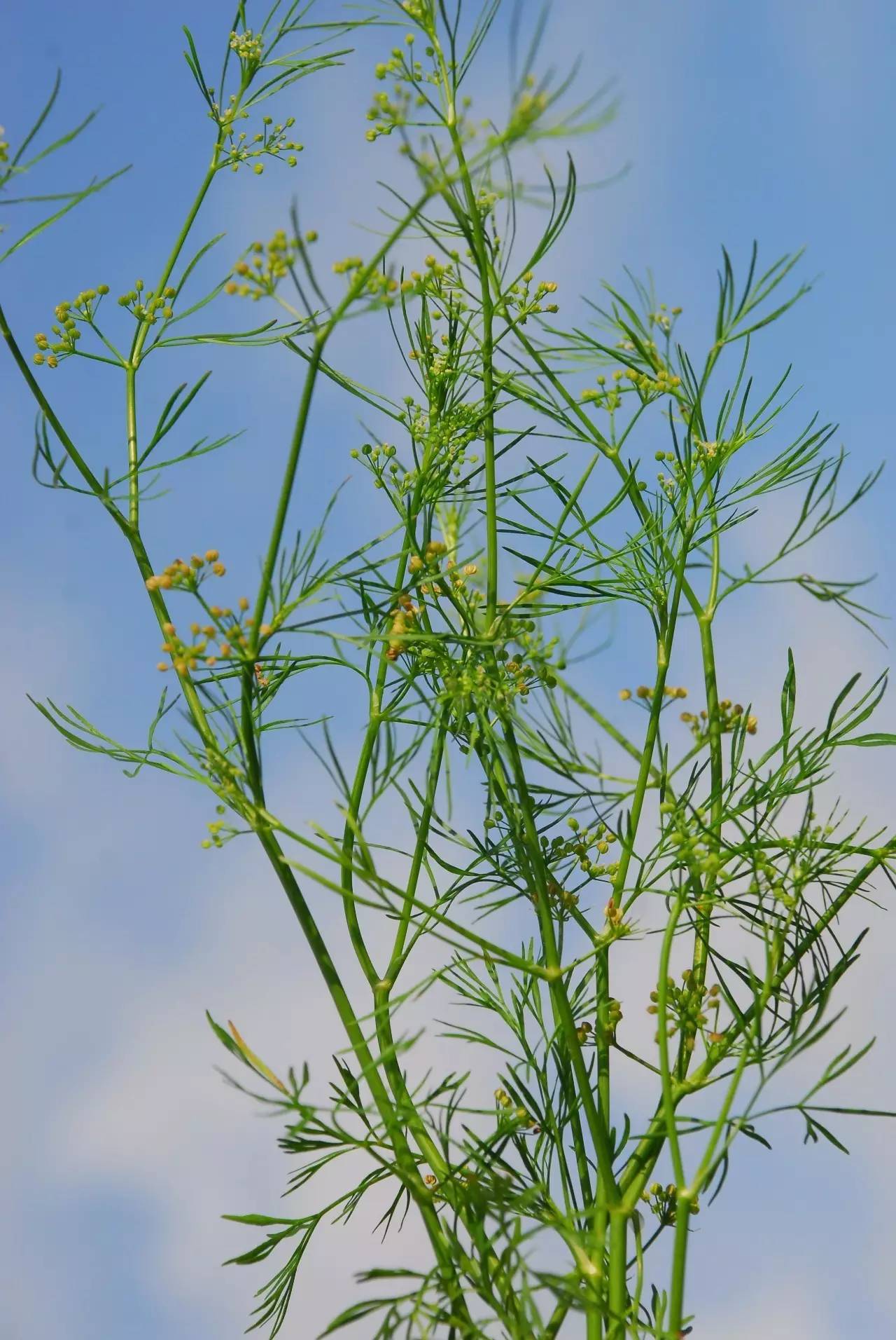 伞形科细叶旱芹,外来种植株有类似香菜的香味延伸阅读