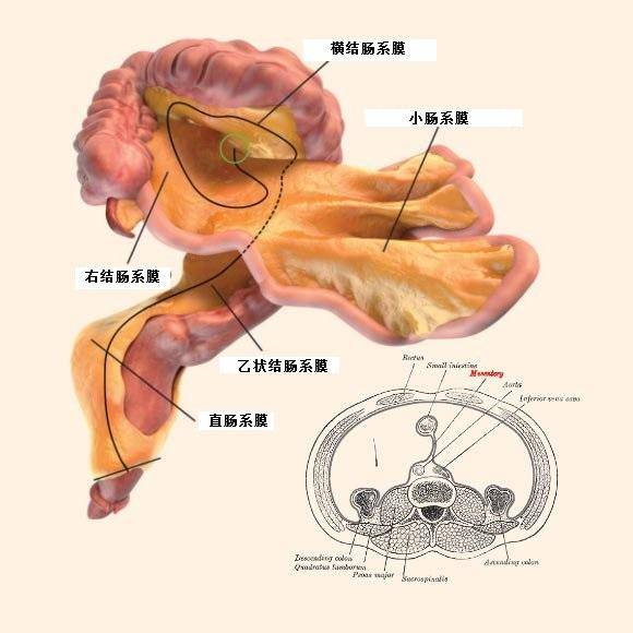 你期待"肠系膜学"吗?