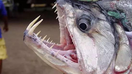 巴西工人被食人鱼吃了图片